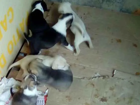 Cachorro raça Mestiços idade Abaixo de 2 meses nome Indefinido