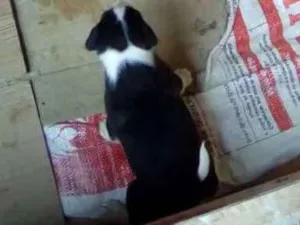 Cachorro raça Mestiços idade Abaixo de 2 meses nome Indefinido