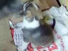 Cachorro raça Mestiços idade Abaixo de 2 meses nome Indefinido