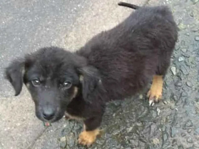 Cachorro ra a vira lata idade 2 a 6 meses nome Sem nome