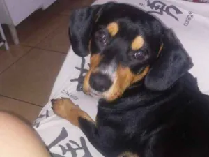 Cachorro raça Salsicha idade 3 anos nome Bhetovem