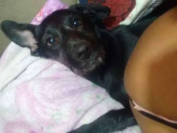 Cachorro ra a SRD idade 3 anos nome Mel e Belinha