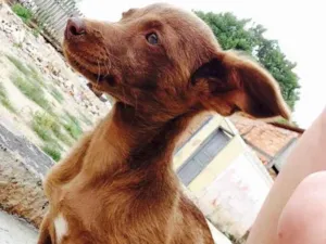 Cachorro raça Vira-lata  idade 3 anos nome Bela