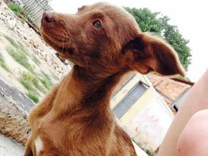 Cachorro ra a Vira-lata  idade 3 anos nome Bela