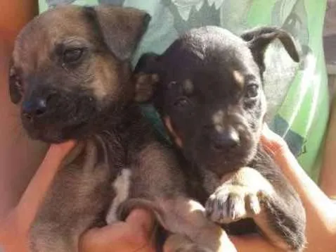 Cachorro ra a Vira lata idade Abaixo de 2 meses nome Sem nomes