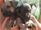 Cachorro raça Vira lata idade Abaixo de 2 meses nome Sem nomes