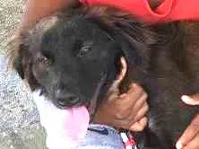 Cachorro raça Rnd idade 1 ano nome Brutus