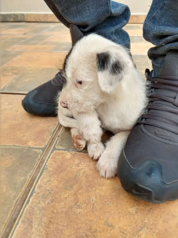 Cachorro ra a Não definida  idade Abaixo de 2 meses nome Pelúcia 