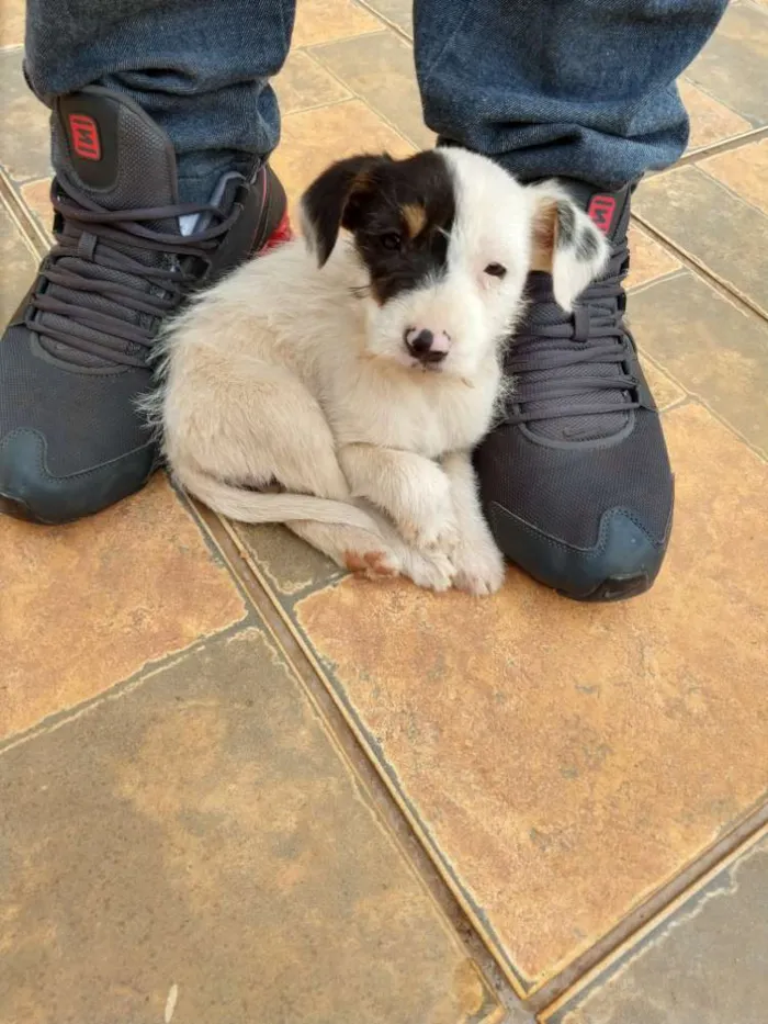 Cachorro ra a Não definida  idade Abaixo de 2 meses nome Pelúcia 