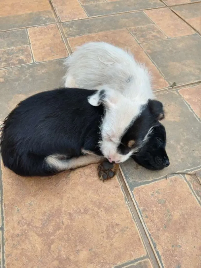 Cachorro ra a Não definida  idade Abaixo de 2 meses nome Paçoca