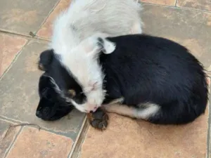 Cachorro raça Não definida  idade Abaixo de 2 meses nome Paçoca