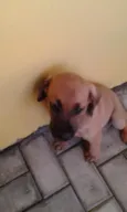 Caco