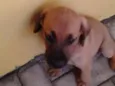 Caco