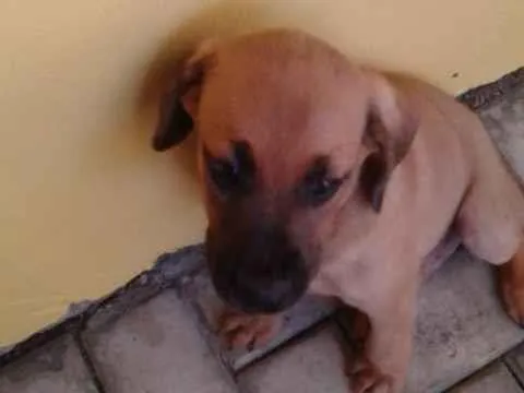 Cachorro ra a SRD idade 7 a 11 meses nome Caco