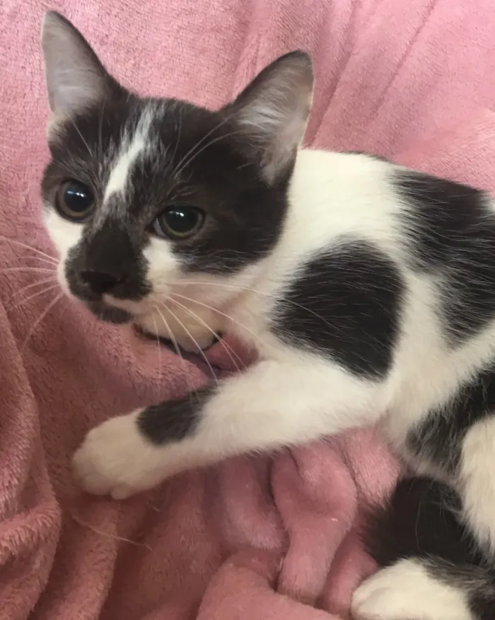 Gato ra a SRD  idade 2 a 6 meses nome FELÍCIA