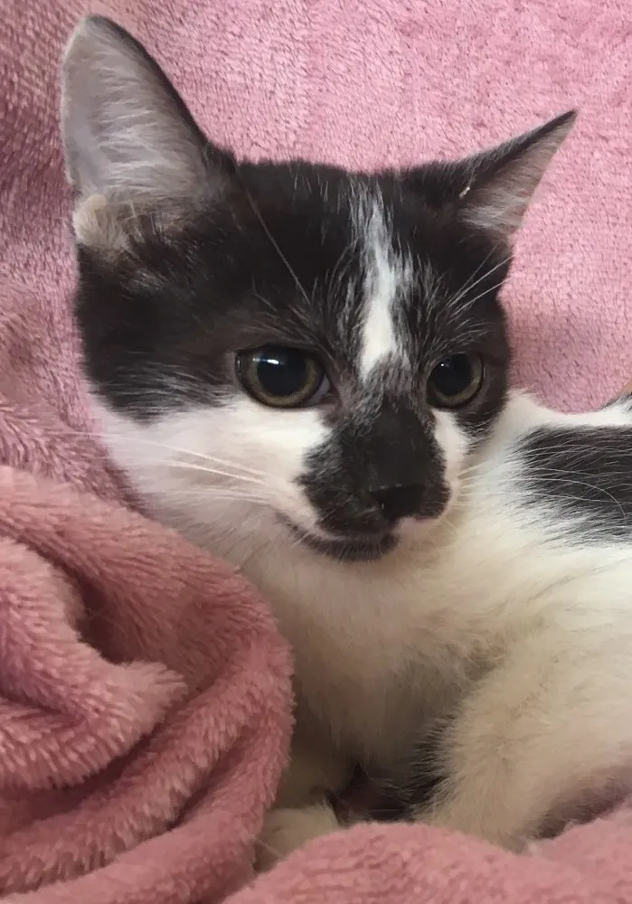 Gato ra a SRD  idade 2 a 6 meses nome FELÍCIA
