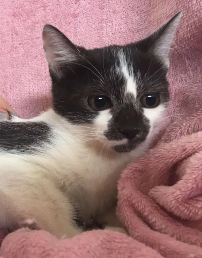 Gato ra a SRD  idade 2 a 6 meses nome FELÍCIA