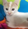 PIQUI