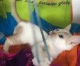PIQUI