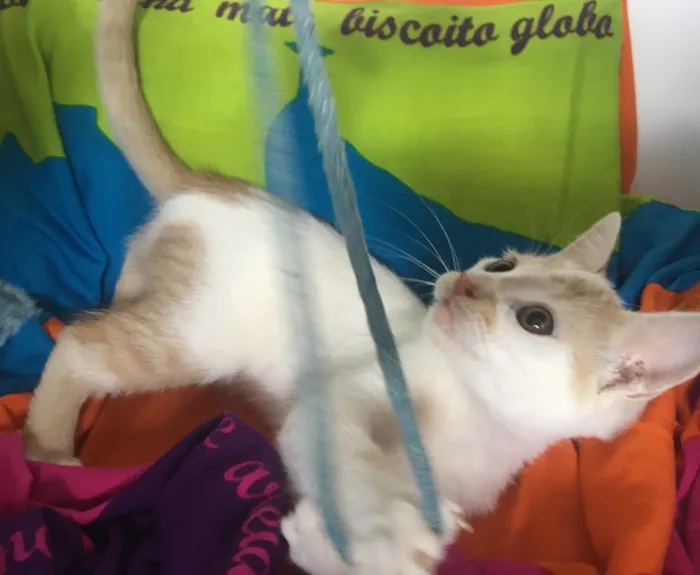Gato ra a SRD idade 2 a 6 meses nome PIQUI