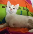 PIQUI
