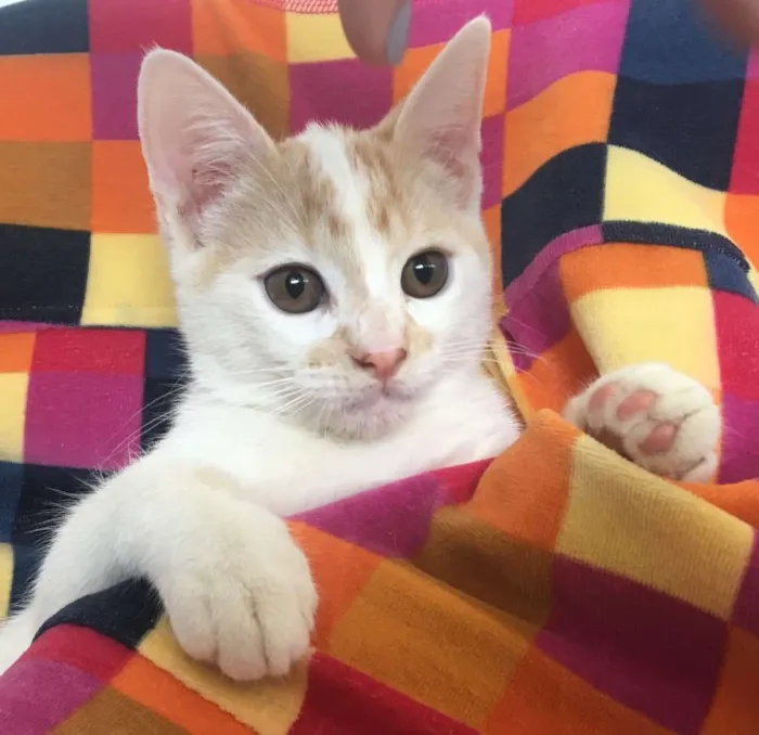Gato ra a SRD idade 2 a 6 meses nome PIQUI