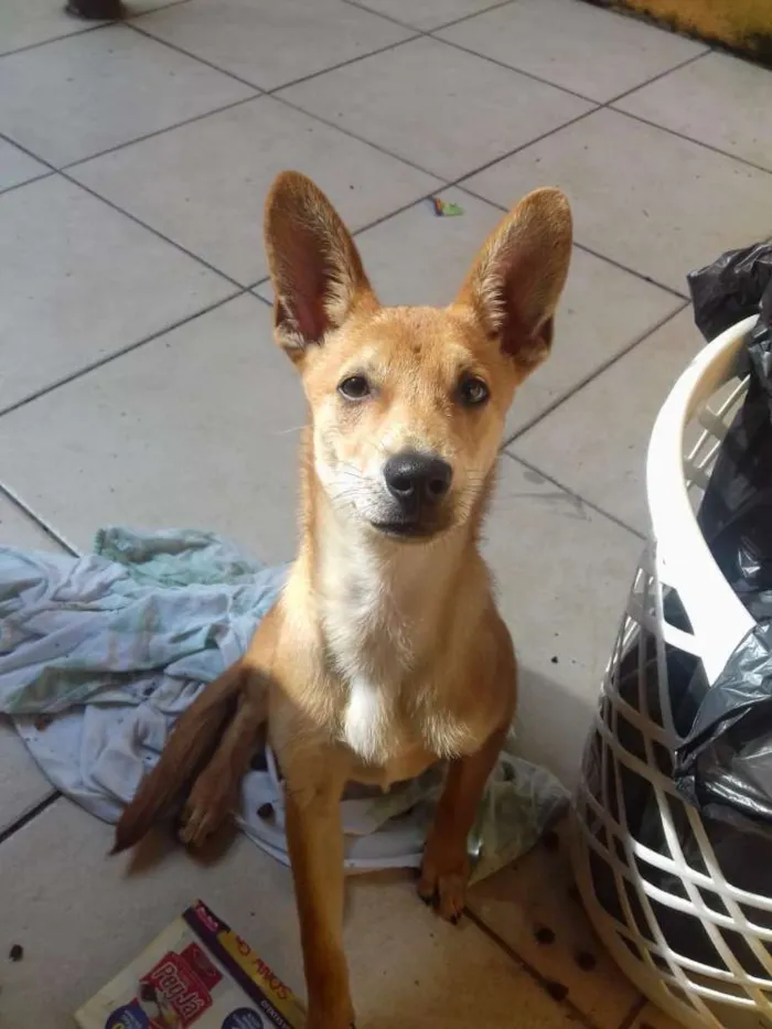 Cachorro ra a Desconheço idade 1 ano nome Não sei