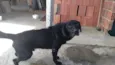 Negão