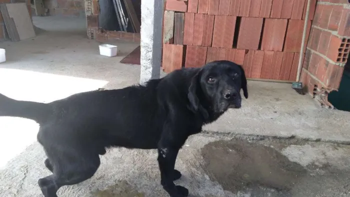 Cachorro ra a Mestiço. Labrador com viralata idade 2 anos nome Negão