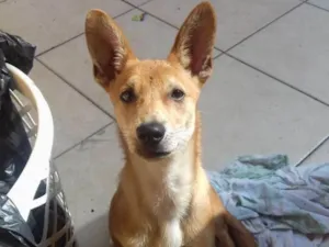 Cachorro raça Desconheço idade 1 ano nome Não sei