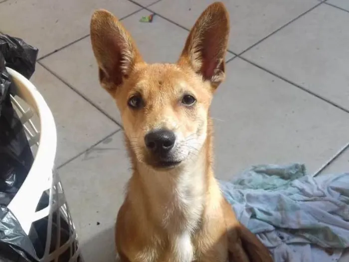 Cachorro ra a Desconheço idade 1 ano nome Não sei