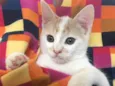 PIQUI