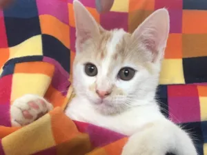 Gato raça SRD idade 2 a 6 meses nome PIQUI
