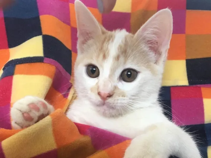 Gato ra a SRD idade 2 a 6 meses nome PIQUI