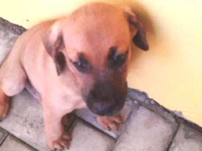 Cachorro ra a SRD idade 7 a 11 meses nome Caco
