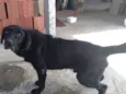 Negão