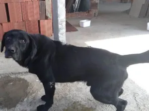 Cachorro raça Mestiço. Labrador com viralata idade 2 anos nome Negão