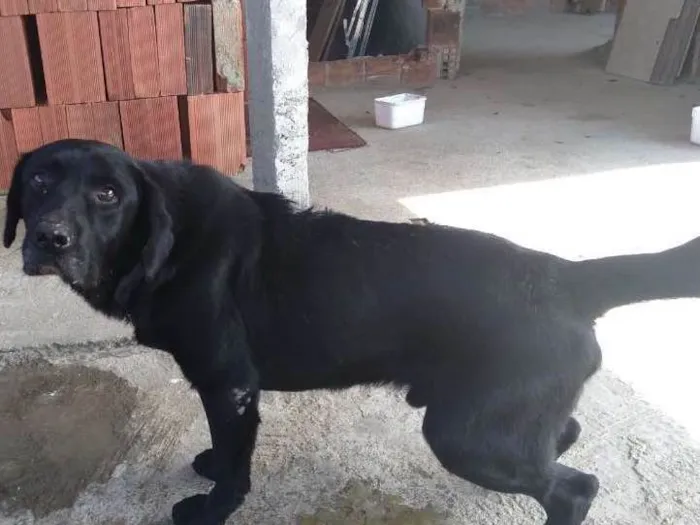 Cachorro ra a Mestiço. Labrador com viralata idade 2 anos nome Negão