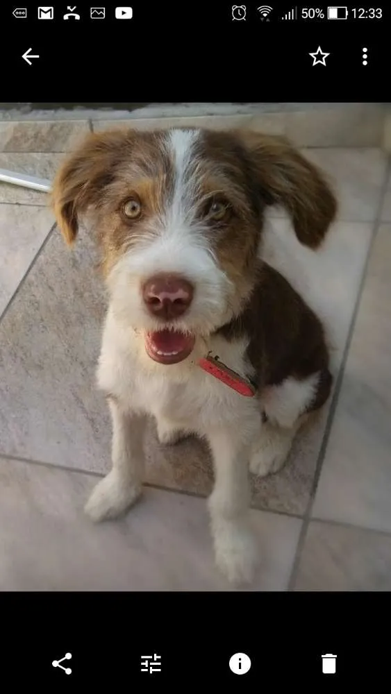 Cachorro ra a Sem raça definida idade 1 ano nome Cyborg