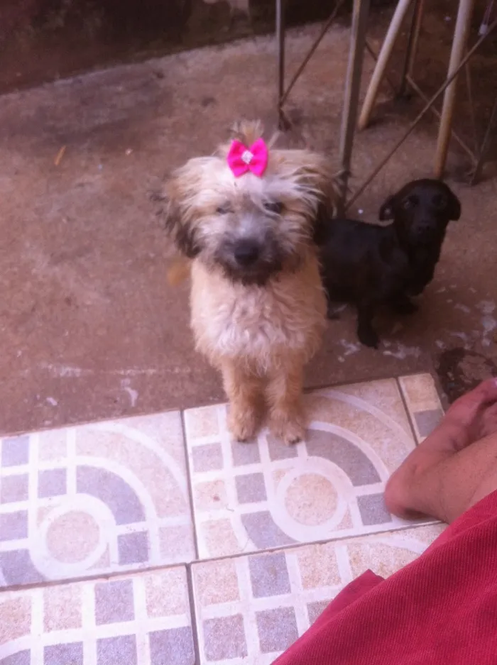 Cachorro ra a Pinscher com cofap e  poodle m idade 1 ano nome Neguinha e mooly