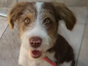 Cachorro raça Sem raça definida idade 1 ano nome Cyborg