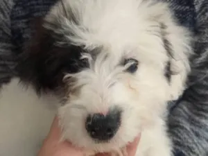 Cachorro raça Poddle com vira lata idade 2 a 6 meses nome Molly 