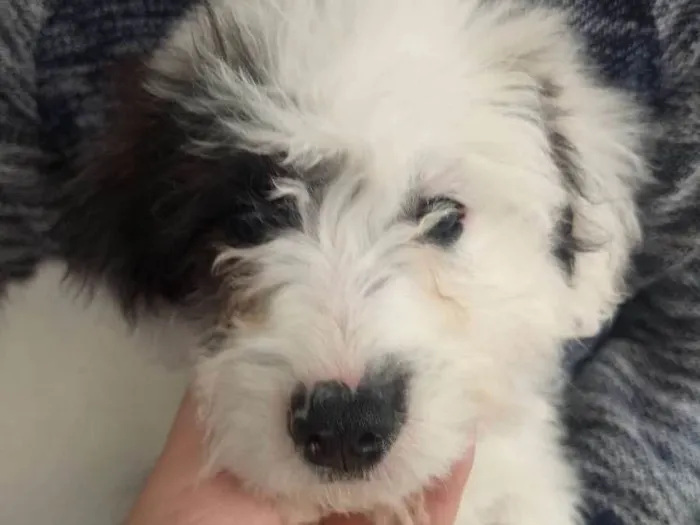Cachorro ra a Poddle com vira lata idade 2 a 6 meses nome Molly 