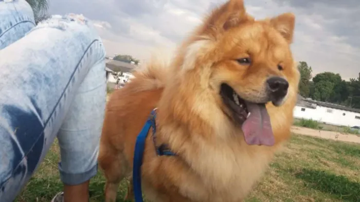 Cachorro ra a Chow chow  idade 1 ano nome Chayze