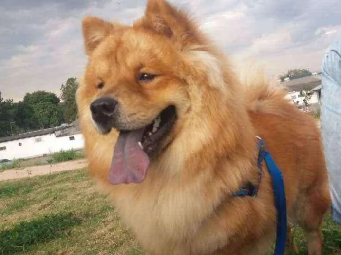 Cachorro ra a Chow chow  idade 1 ano nome Chayze