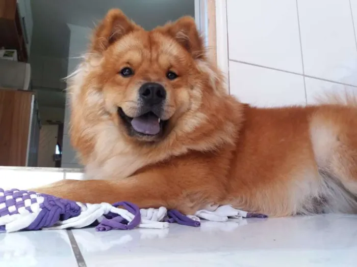 Cachorro ra a Chow chow  idade 1 ano nome Chayze