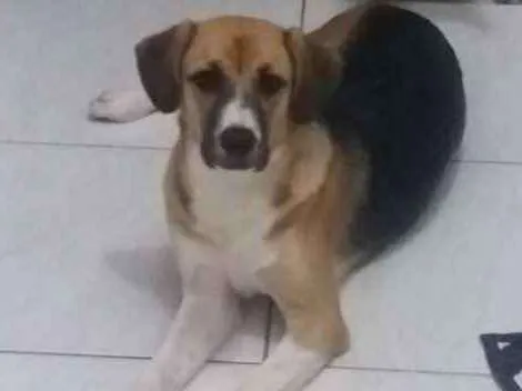 Cachorro ra a Vira lata idade 1 ano nome Lunna 