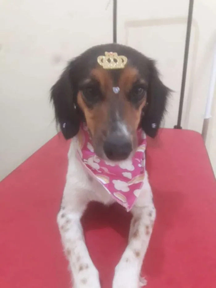 Cachorro ra a Misturada idade 2 anos nome Shelby