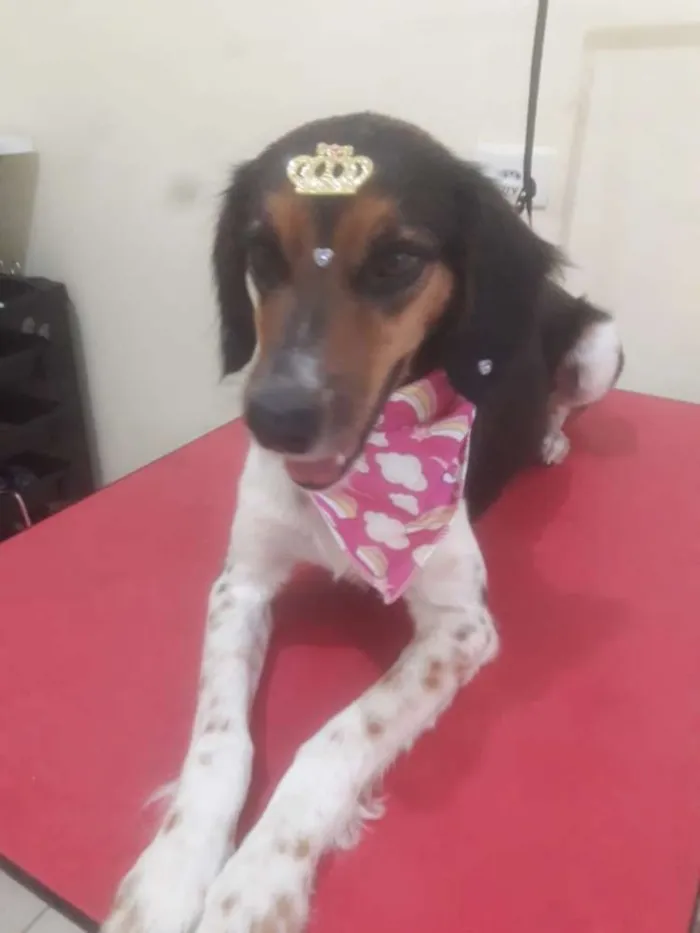 Cachorro ra a Misturada idade 2 anos nome Shelby