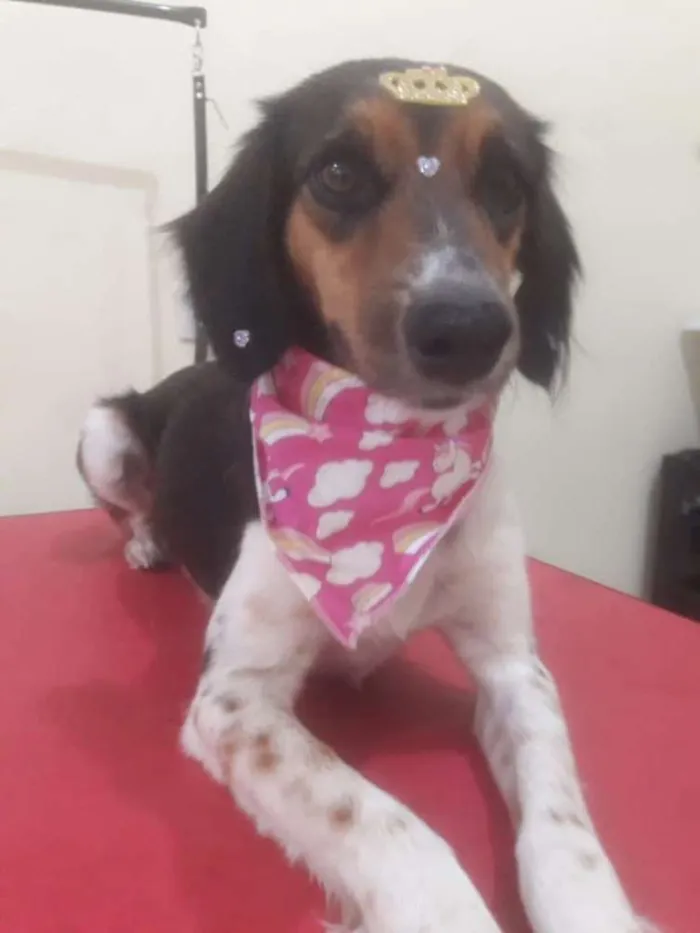 Cachorro ra a Misturada idade 2 anos nome Shelby